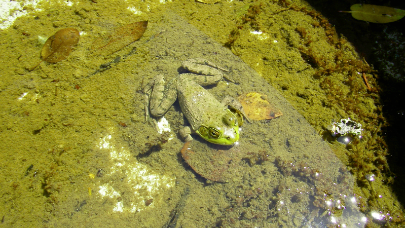 American Bullfrog picture