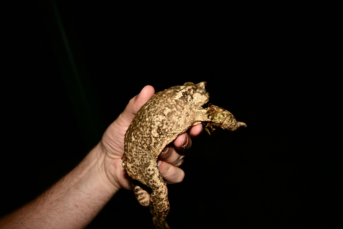 Common toad in France