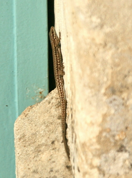 Lizard on wall in France