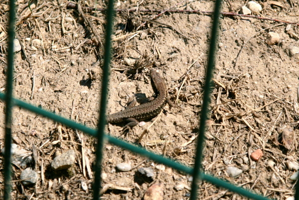 Common wall lizard in St. Tropez