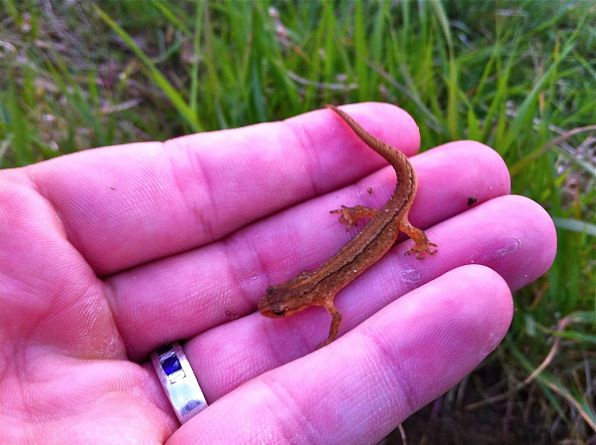 Picture of a Smooth newt