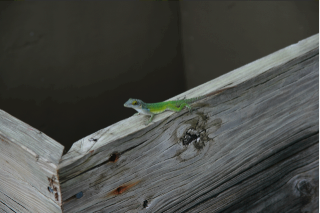 Lizard on Antigua Island