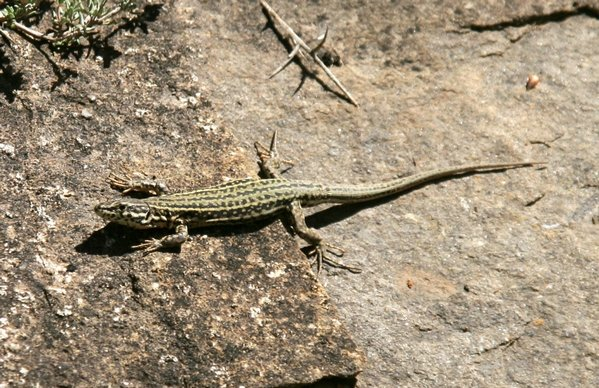 Common Wall lizard