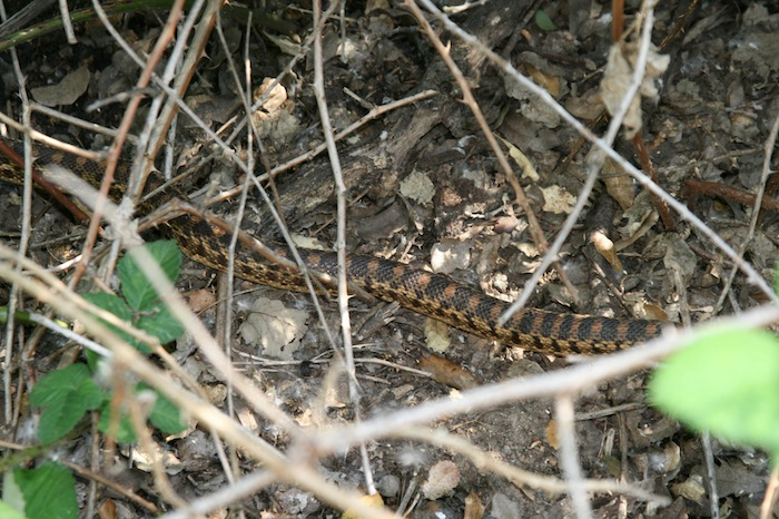 Picture of Gopher snake