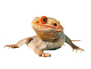 Bearded dragon pet lizard