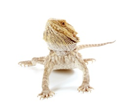 best supplements for reptiles